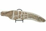 35.6" Fossil Plesiosaur Paddle - Asfla, Morocco - #201875-1